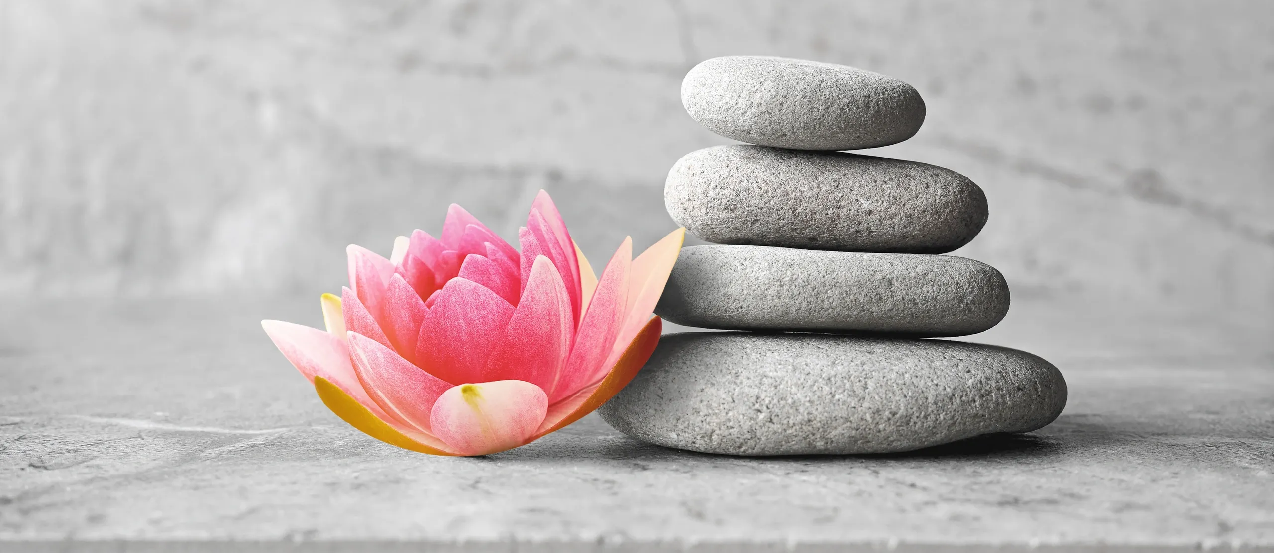 Pink lotus flower and stack of gray stones on a gray background