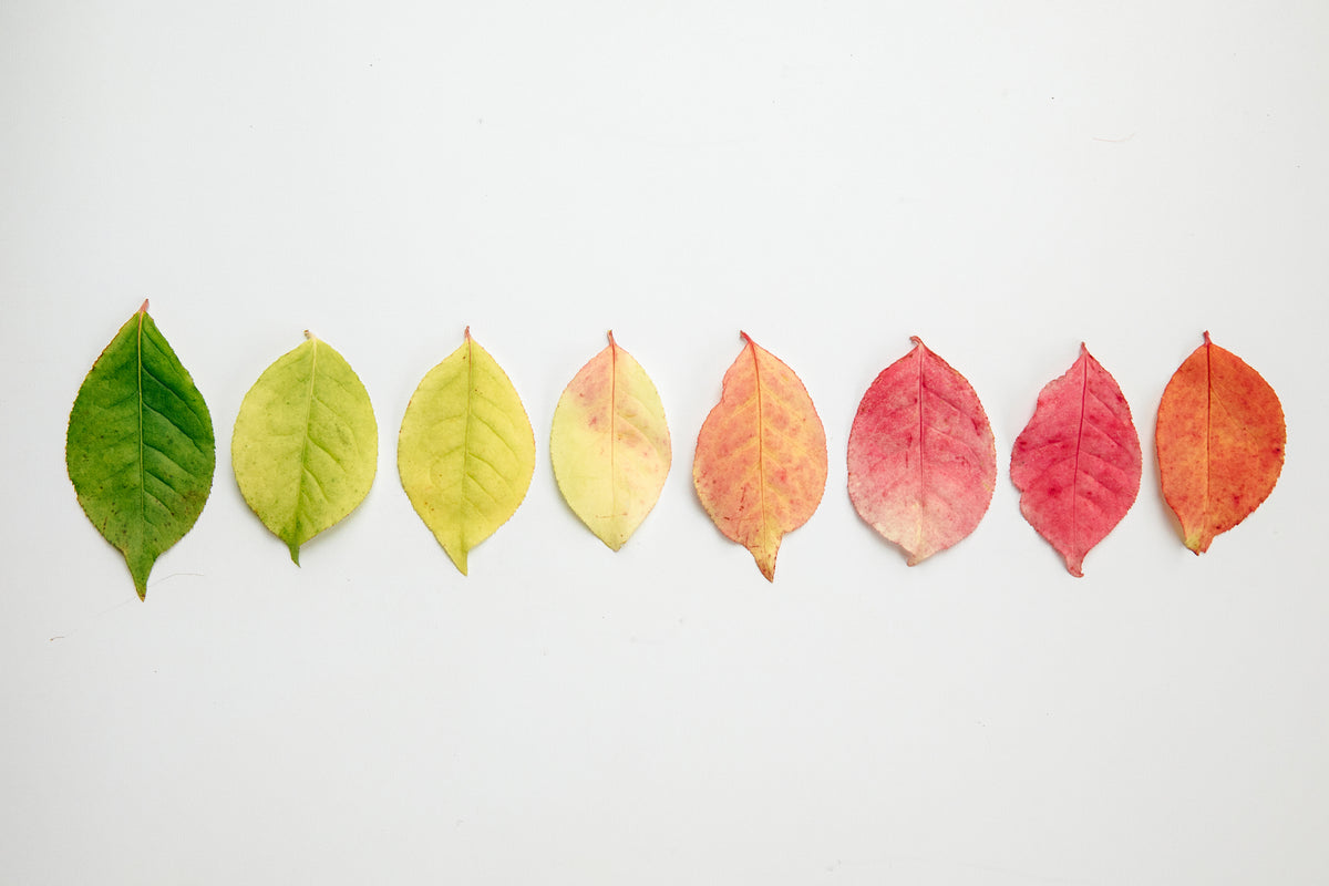 Seasons & Shifts | 3 Months Spiritual Mentoring