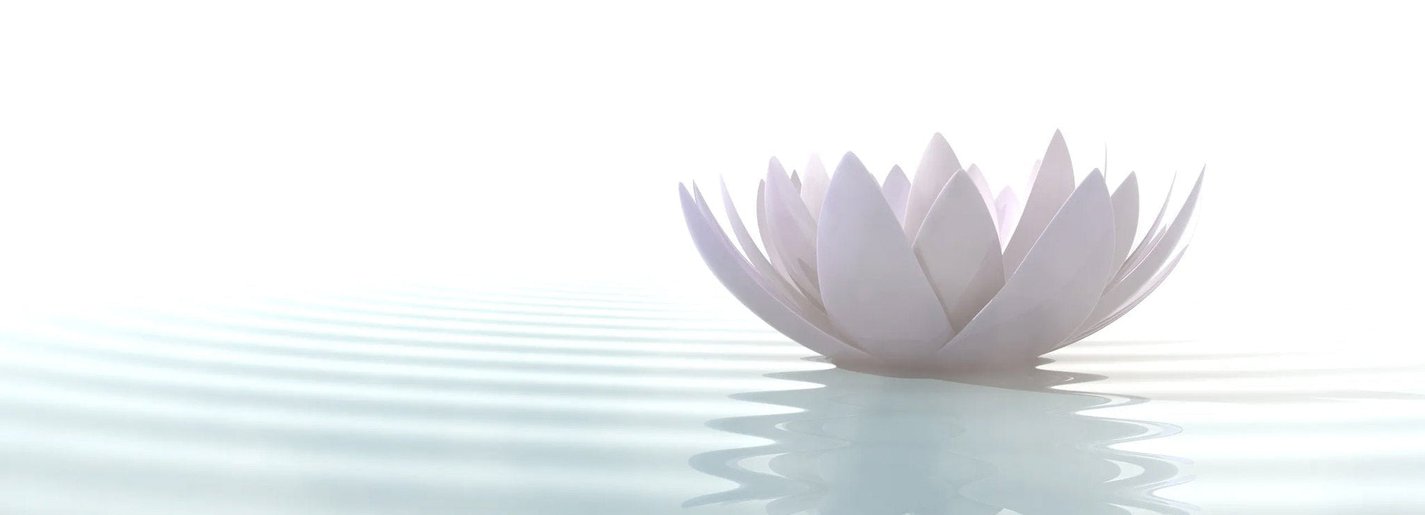 White lotus flower floating on water with a light background